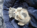 -small-1