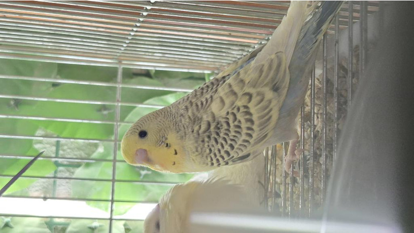 -big-2