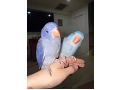 -small-1