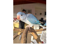 -small-2
