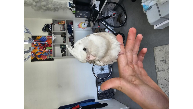 -big-0