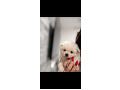 -small-1