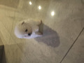 -small-2