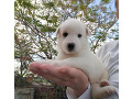 -small-1