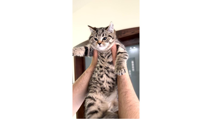 -big-1