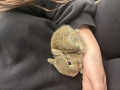 -small-1