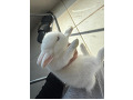 -small-1