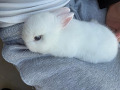 -small-2