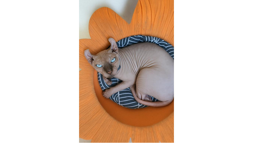-big-0