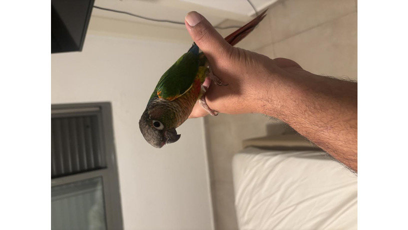 -big-1