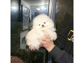 -small-2