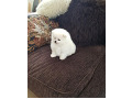 -small-2