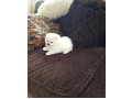 -small-1