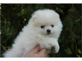 -small-1