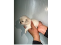 -small-2