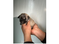 -small-1