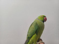 -small-1