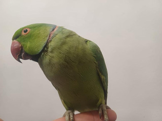 תוכים ובעלי כנף דררה בפתח תקווה