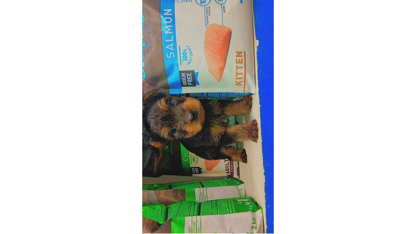 -big-2
