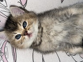-small-2