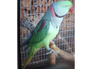 תוכים ובעלי כנף אלכסנדרין באשקלון