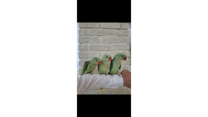-big-1