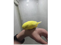 -small-2