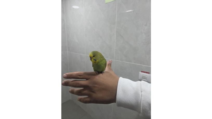 -big-1