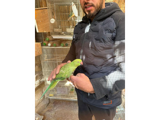 תוכים ובעלי כנף דררה בירושלים