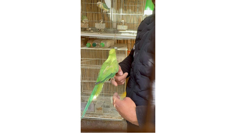 -big-1