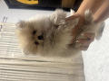 -small-1