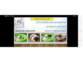כלבים שי-צו בחולון