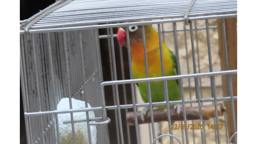 -big-2