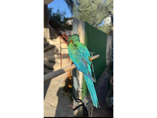 תוכים ובעלי כנף ארה בכפר סבא