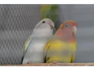 תוכים ובעלי כנף ציפורי אהבה בבני ברק