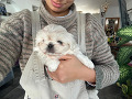 -small-2