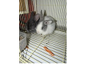-small-2