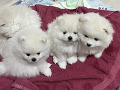 -small-2