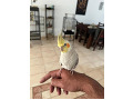 -small-1