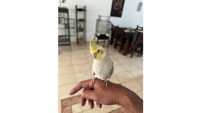 -big-1