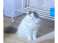 -small-2