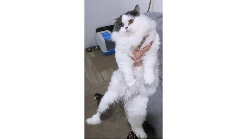 -big-1