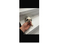 -small-0