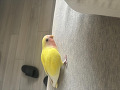 -small-0