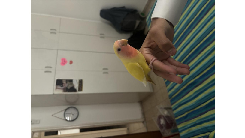 -big-1