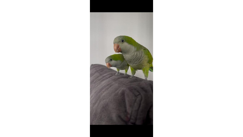 -big-0