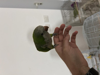 תוכים ובעלי כנף קוואקר בנתיבות