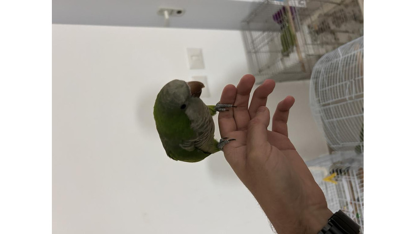 -big-0