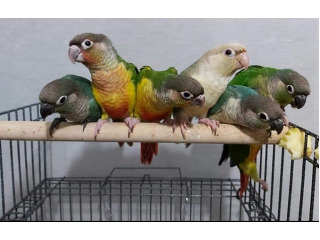 תוכים ובעלי כנף קוניורים בתל אביב יפו
