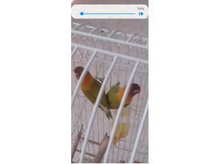 תוכים ובעלי כנף ציפורי אהבה בבאר שבע